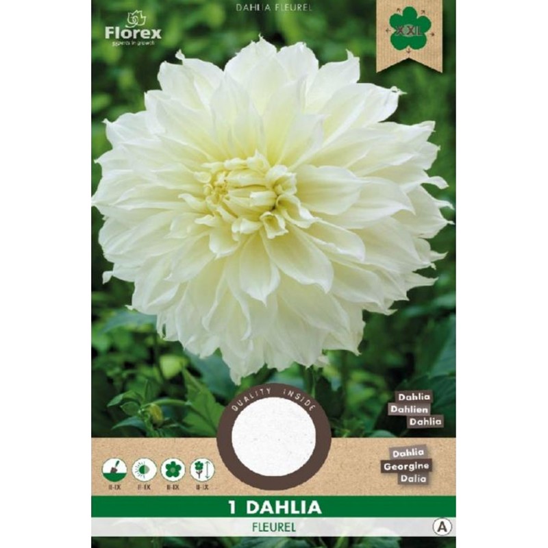 Dahlia Dinnerplate Fleurel wit Decoratief Dahlias kopen? Tuinzaden.eu
