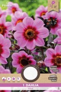 Dahlia Happy Single Wink roze - Enkelbloemig