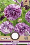 Dahlia Marble Ball paars wit - Pompon