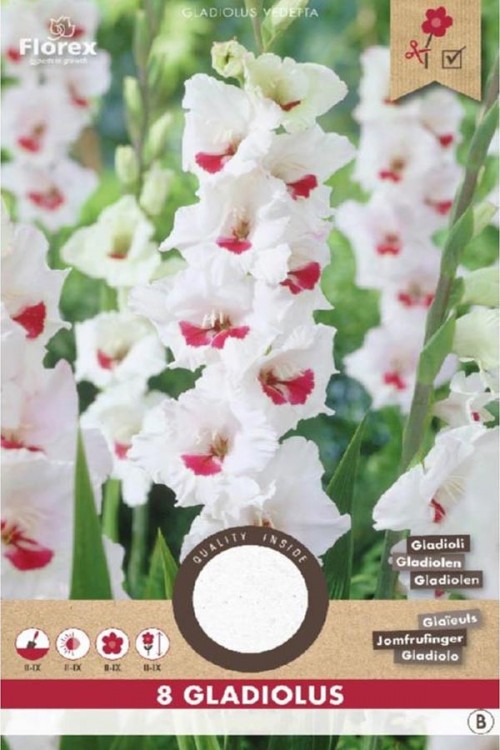 Gladiolus Candy Bar white - Grandiflora