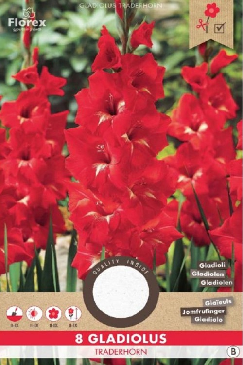 Gladiool Traderhorn rood - Grandiflora