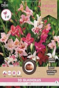 Gladiolus small flowering Colvillei 20 pcs - PROMO PACK