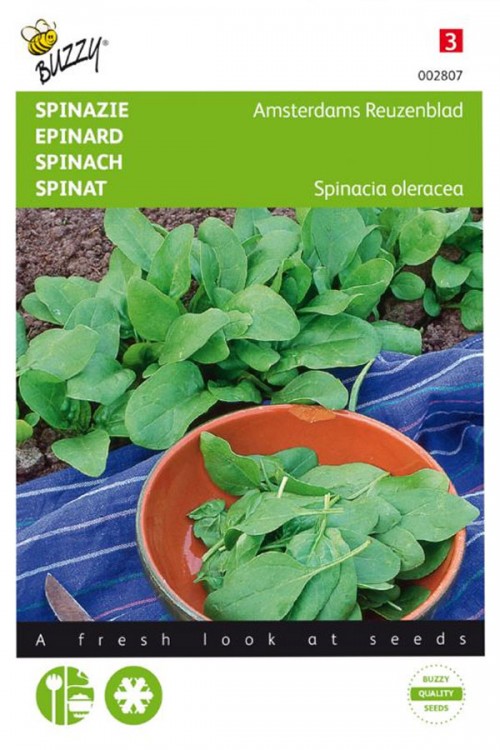 Amsterdamse Reuzenblad Spinach seeds
