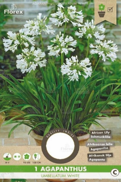 Agapanthus Umbelatum White African Lily