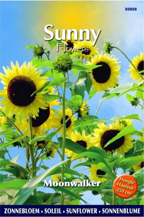 Moonwalker Sunflower Helianthus seeds Seeds • Tuinzaden.eu