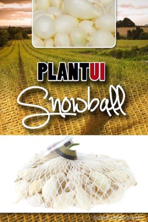 Snowball witte plantuien 250g