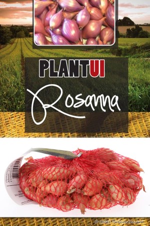 Rosanna pink onion sets 250g