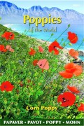 Single Red Klaproos - Papaver rhoeas zaden