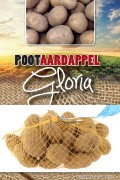 Gloria Early Seed Potatoes 1Kg
