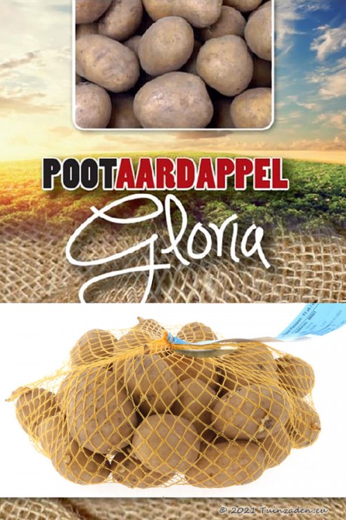 Gloria Early Seed Potatoes 1Kg