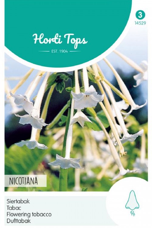White flowering tobacco - Nicotiana seeds