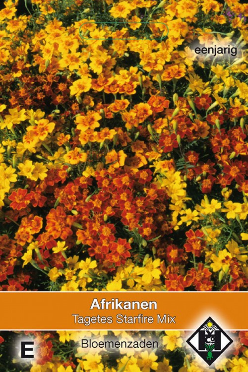 Starfire African Marigold - Tagetes seeds