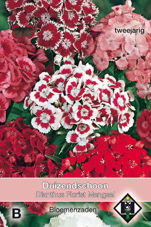 Florist Dianthus - Duizendschoon zaden