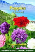 Paeony Flowers - Papaver paeoniflorum