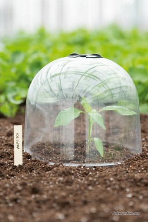 Bell cloche - grow dome...