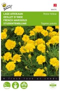 Petite Yellow French Marigold Tagetes seeds