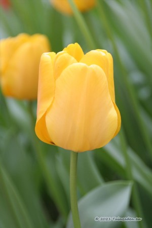 Golden Apeldoorn Tulips -...