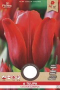 Couleur Cardinal Tulips - Flower Bulbs 6pcs.