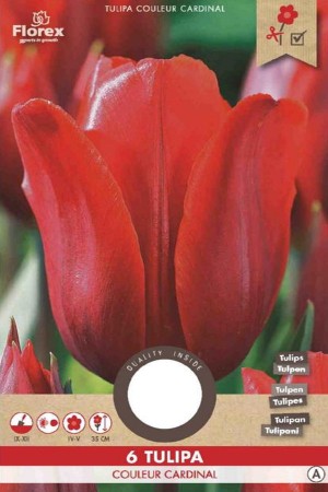 Couleur Cardinal Tulips -...