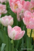Finola Tulips - Flower Bulbs 8pcs.