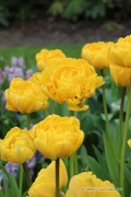 Yellow Pomponette Tulips - Flower Bulbs 8pcs.