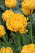 Yellow Pomponette Tulips - Flower Bulbs 8pcs.