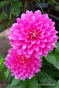 Dahlia Gallery Rembrandt pink-yellow low bed dahlia