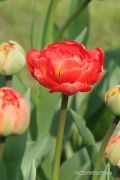 Miranda Tulips - Flower Bulbs 8pcs.