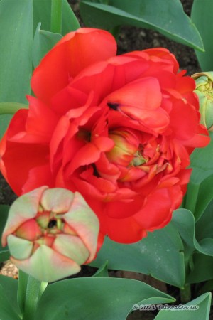 Miranda Tulips - Flower...