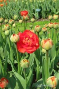 Miranda Tulips - Flower Bulbs 8pcs.