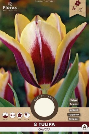 Gavota Tulips - Flower...