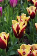 Gavota Tulips - Flower bulbs 8pcs.