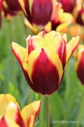 Gavota Tulips - Flower bulbs 8pcs.