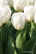 Calgary Tulips - Flower Bulbs 6pcs.
