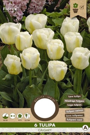 Calgary Tulips - Flower...