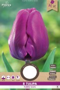 Purple Rain Tulips - Flower Bulbs 8pcs.