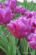 Purple Rain Tulips - Flower Bulbs 8pcs.