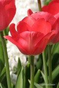 Van Eijk Tulips - Flower Bulbs 8pcs.