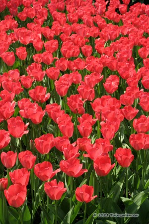 Van Eijk Tulips - Flower Bulbs 8pcs.