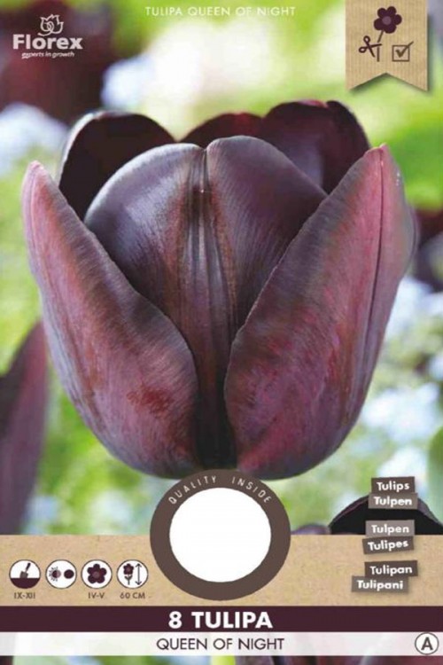 Queen of the Night Tulips - Flowerbulbs Bulbs 8pcs. - • Tuinzaden.eu
