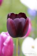Queen of Night Tulips - Flowerbulbs Bulbs 8pcs.