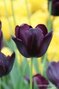Queen of Night Tulips - Flowerbulbs Bulbs 8pcs.
