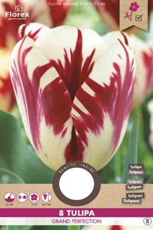 Grand Perfection Tulips - Flower Bulbs 8pcs.