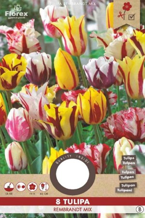 Rembrandt Tulips - Flower Bulbs 8pcs.