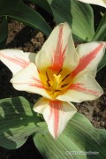 Quebec Tulips - Flower Bulbs 8pcs.