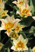 Quebec Tulips - Flower Bulbs 8pcs.