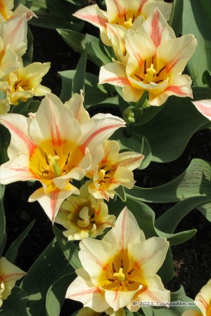 Tulips Quebec - Pink-Cream...