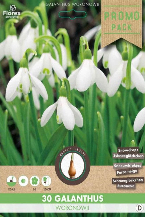 Snowdrops 30 bulbs PROMO PACK