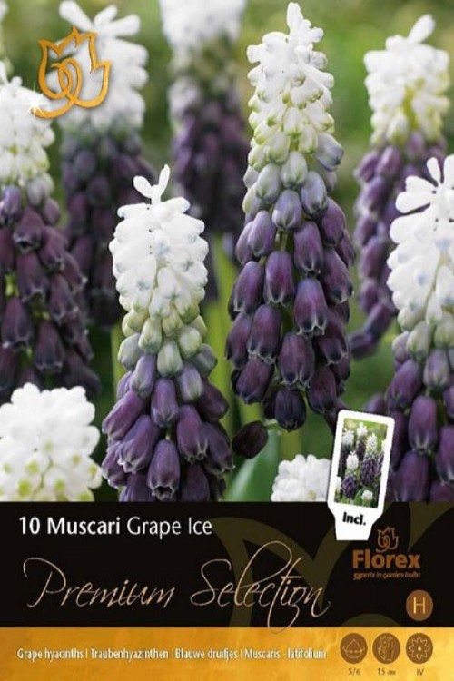 Grape Ice Muscari - Bloembollen 8st.