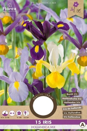 Iris Hollandica mixed